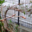 2026.03.13 ワカキノサクラ