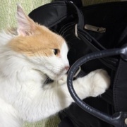 猫が噛んだもので一番高かったものは何？