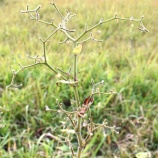 『マイクロ・ナノバブル学会に初参加（3）』の画像