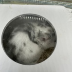 小動物専門店NATURE'S