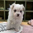4頭の新しい子犬が仲間入りしました⭐