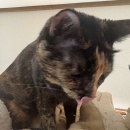 前世は＆肉豆腐