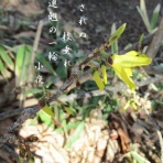 小夜衣 　（五七五ブログ）