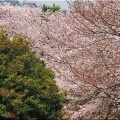 4/6(月)〝竹ヶ端運動公園〟〝集会所裏水呑川土手〟サクラ並木の散策(^.-)☆(14)