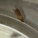 庭の生き物を愛でてます・台所で生き物を育ててます