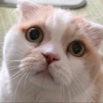 猫だらけ