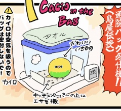 カチョちゃん、入院へ🏥