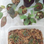 箱の中の熱帯雨林