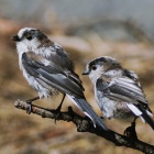 『投稿：小鳥たちの夏5態　2024/08/22』の画像