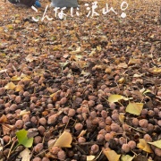 ��ʬ�ϼ�ʬ�餷���Ǥ���