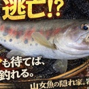 【フライフィッシング】逃亡！？５分も待てば、釣れる。