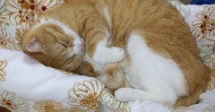 ハンモックに戻る猫。