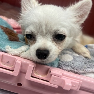 NPO法人ペット里親会