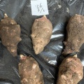 手前味噌創りや野草酵素　 スキンケアにも活用