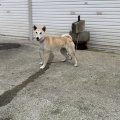 おぼない犬舎の若犬紅ちゃん