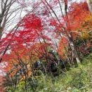 鎌倉アルプス 天園コース 獅子舞谷の紅葉