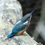 公園の野鳥 in 神戸