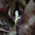 県央某所山麓で花探し