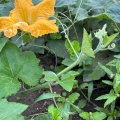 カボチャの雌花