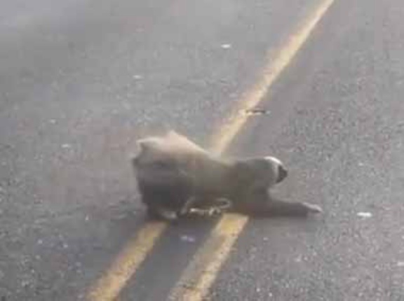 ナマケモノがゆっくり道を渡っていた。危ないなぁ。気づいたバイカーが手助けをする → ファッ！？…