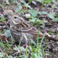 2025年10月25日の野鳥公園
