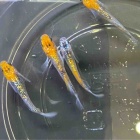 『メダカ入荷情報』の画像