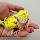 『新しい鳥の紹介です🐣』の画像