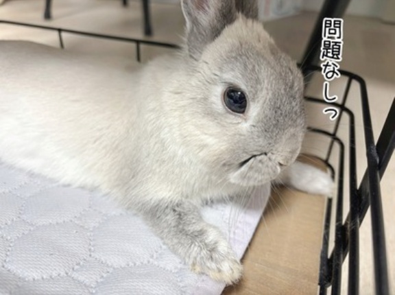 うさぎのルリ(3/13追記)