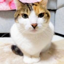 平ザルで蒸籠風に