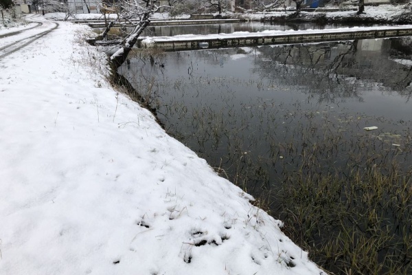 秋田でヘラブナ釣りを 秋田でヘラブナ釣りを