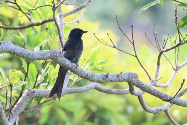 hana   に鳥 野の鳥と花かがり | 真木 広造 |本 | 通販 | Amazon