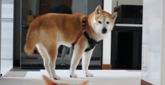 猫がいて通れない犬