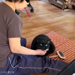 馬とニャンコと男と女