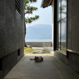 『梅くろすの経過』の画像