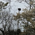朝練ラン＆バイク　コウノトリの巣？