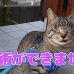 にゃんめもりある