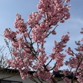 🌸桜咲く🌸