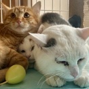 里親募集中の3匹の猫に会ってきました