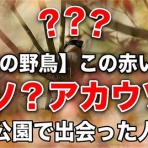 いきもの大好き！chunchunblog