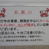 『江ノ電に乗って長谷・稲村散歩　稲瀬川でカニ探し』の画像