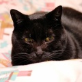 愛猫元気くんの体調