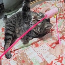 両腕を広げてジャラシを挟んだニャン