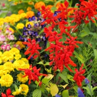 花散歩