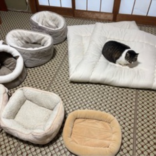 ドレミの日記　～no cat no life. I am a widow.～