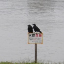 朝練ラン＆バイク　カラスウリ