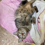 はるだ動物病院