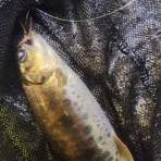 釣りまとめ速報