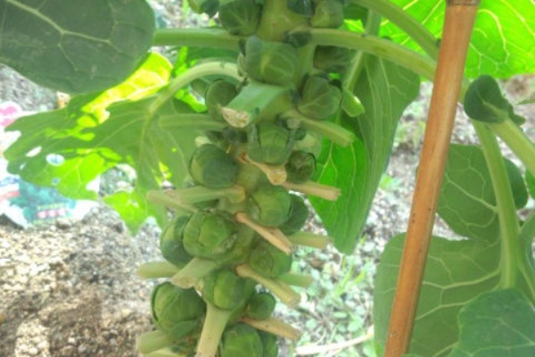 気ままに野菜生活 芽キャベツ