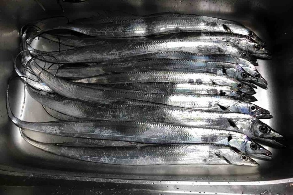 広島タチウオ釣り 阿賀マリノ 広島タチウオ釣り 阿賀マリノ