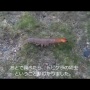 【ヤバイ】中国・四川省で世界最大の水生昆虫が発見される！翼開長21センチメートルｗｗｗｗ